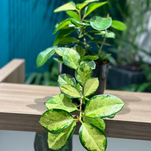 نبات هويا كارنوزا جيمانجد مع مركن اسود