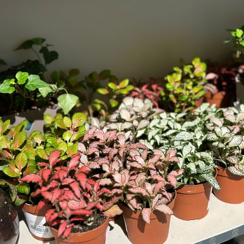 فيتونيا متعددة الالوان