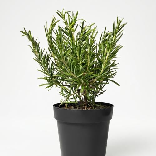 اكليل الجبل Rosmarinus officinalis