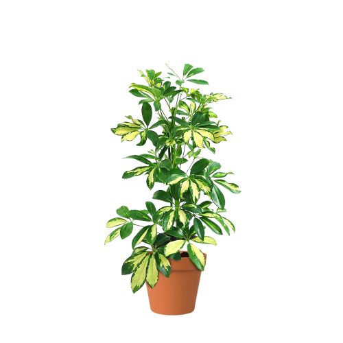 شفليرا قولد