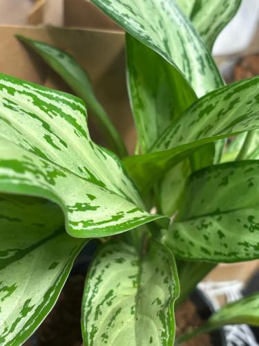 اجلونيما سلفر باي