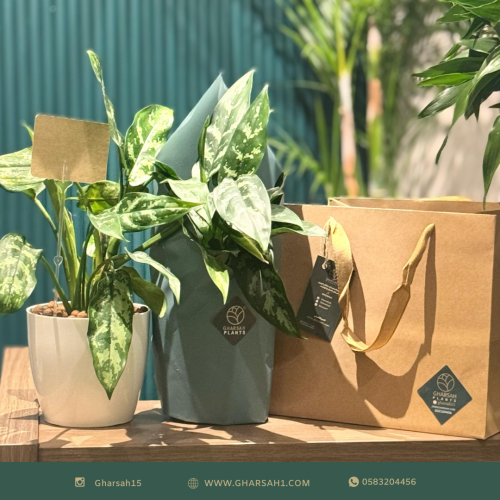 عرض الاجلونميا مع التغليف