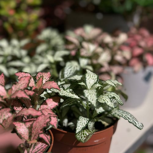 فيتونيا متعددة الالوان