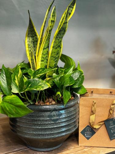 تنسيق نباتات في حوض سيراميك كبير