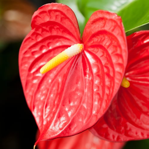انتوريوم - Anthurium andreanum
