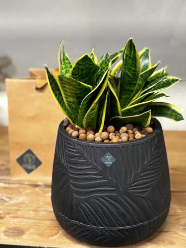 نبته سنسفيريا في مركن اسود