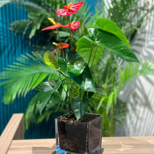 فازة انتوريوم احمر