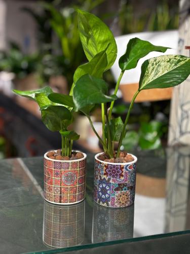 توزيعات البوتس مع مركن سيراميك فاخر