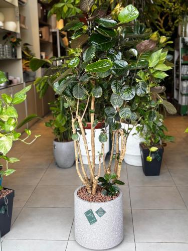 نبتة الاراليا (طبق العشاء)