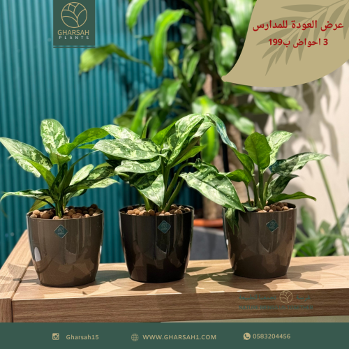 3 احواض متعددة الألوان اجلونيميا مجهزة