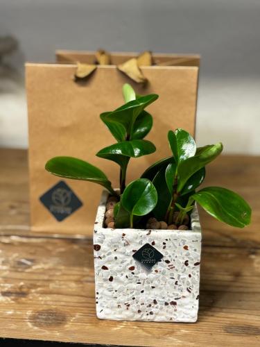 نبته ببروميا مع مركن ماربل