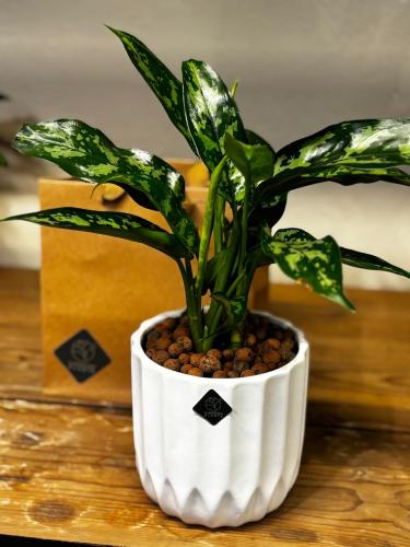 نبته اجلونيميا ماريا مع مركن سيراميك