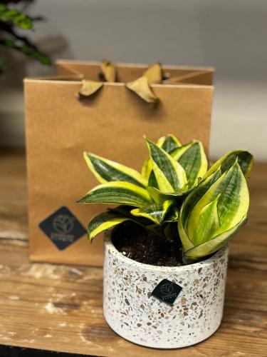 نبته سنسفيريا مع مركن ماربل