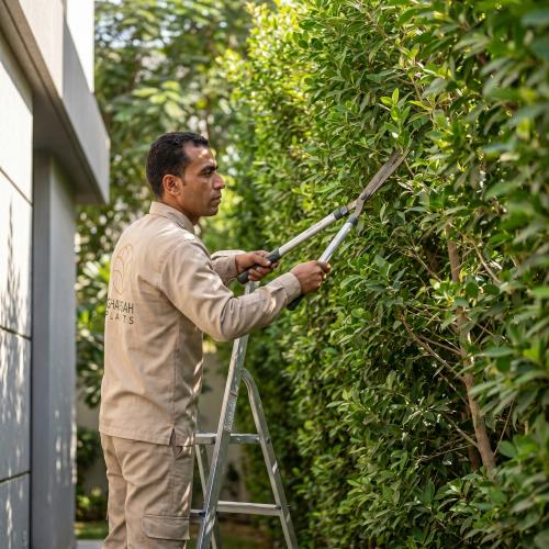 خدمة الصيانة المنزلية للنباتات حسب المساحة