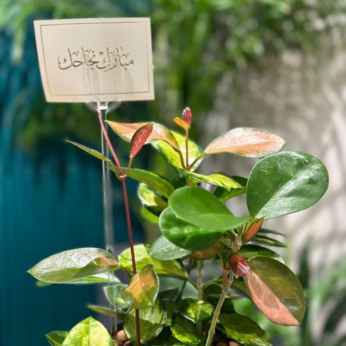 نبات هويا كارنوزا جيمانجد مع مركن اسود