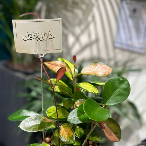 نبات هويا كارنوزا جيمانجد مع مركن اسود