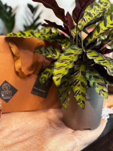 نبتة الكلاثيا (Calathea)