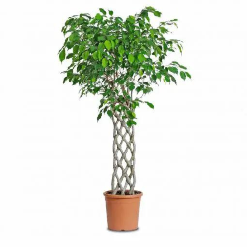 فيكس بنجامينا مجدول