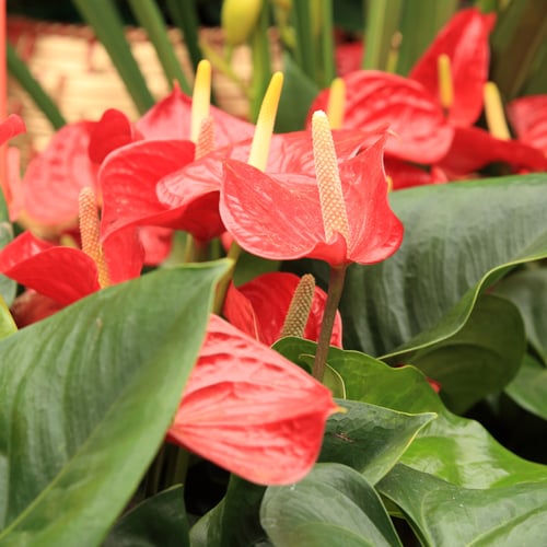 انتوريوم - Anthurium andreanum