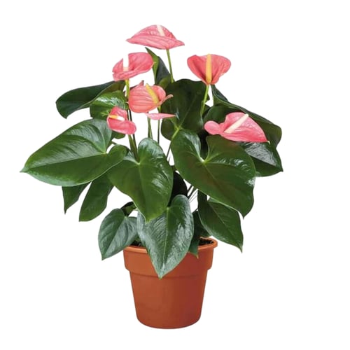 انتوريوم - Anthurium andreanum