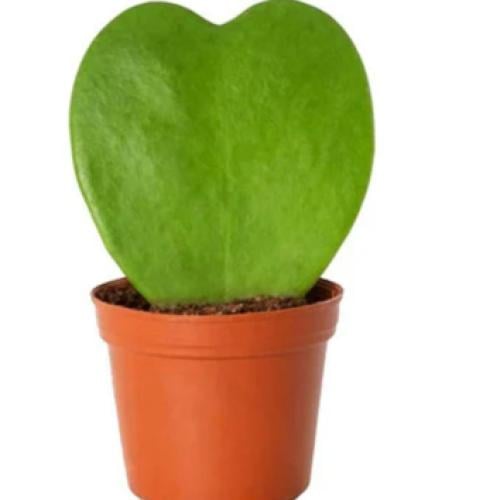 صباريا هويا