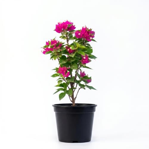 جهنمية بلدي Bougainvillea