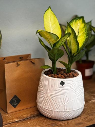 نبته الديفنباخيا مع مركن ابيض