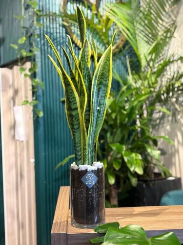 صبار جلد النمر في فازة زجاجية مع الاحجار