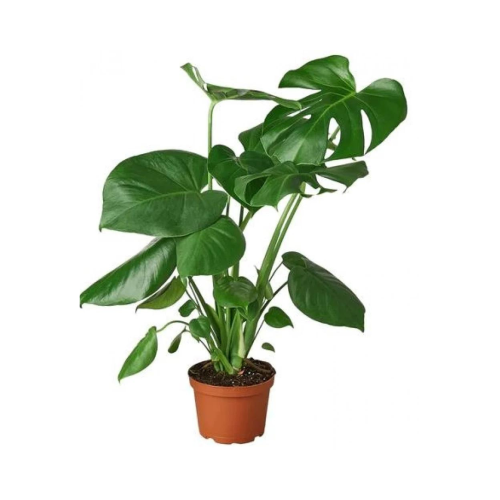 مونستيرا ( القفص الصدري )