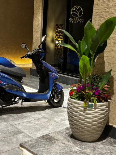 تشكيلة نباتات خارجيه متنوعه