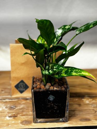 نبته اجلونيميا ماريا في فازة زجاجية