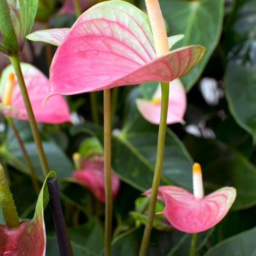 انتوريوم - Anthurium andreanum