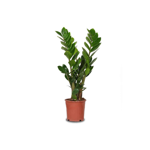 نبات الزاميا