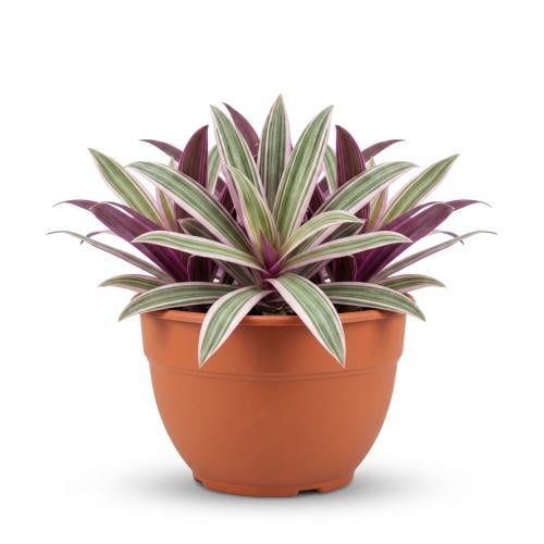 نبتة المكحلة ترادسكانتيا (Tradescantia Zebrina)