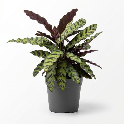 نبتة الكلاثيا (Calathea)
