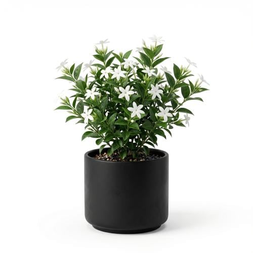 متسلقة الياسمين الأبيض White Jasmine