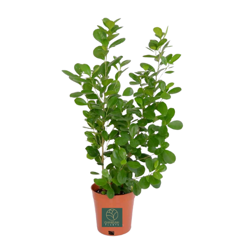 نبات فيكس باندا