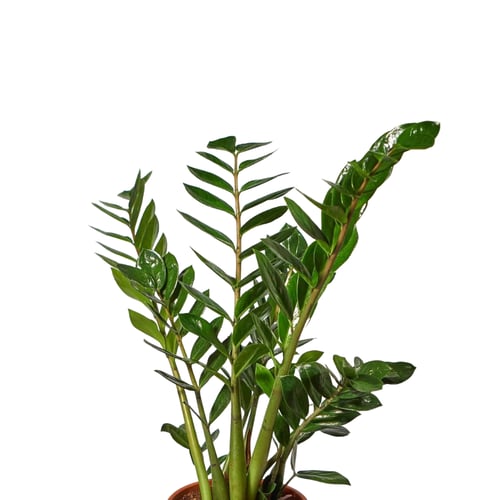 نبات الزاميا