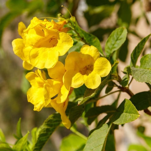تيكوما صفراء Tecoma Stans