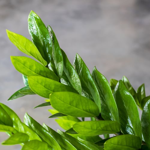 نبات الزاميا