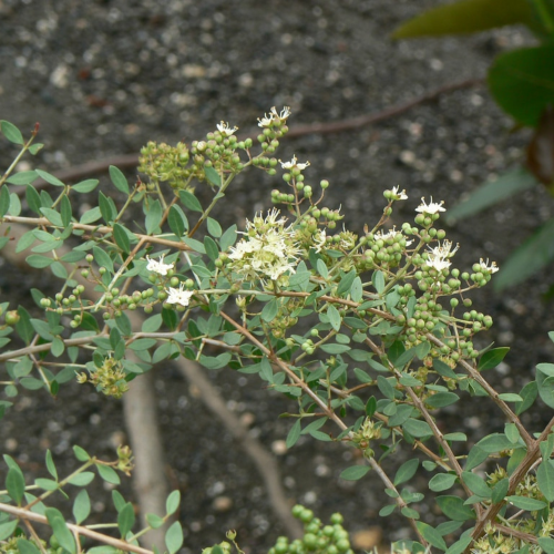 حنه بلدي Lawsonia Inermis