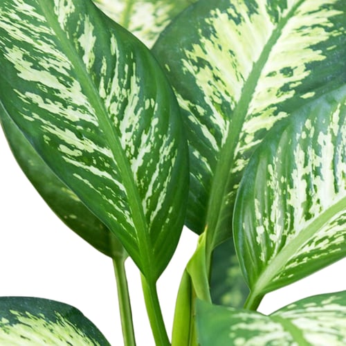 الديفنباخيا