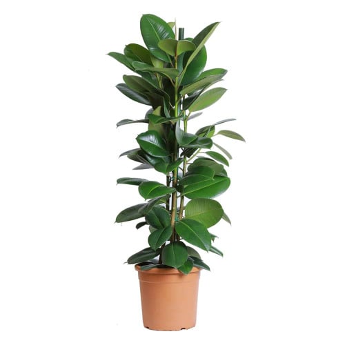 نبات فيكس روبيستا