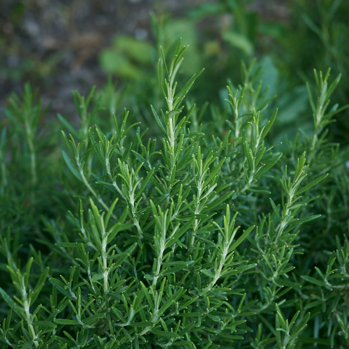 اكليل الجبل Rosmarinus officinalis