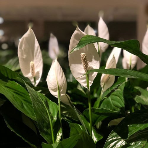 زنبق السلام حجم كبير Peace Lily