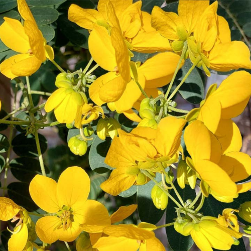 اكاسيا جلوكا Cassia glauca