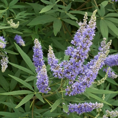 كف مريم Vitex Agnus Castus