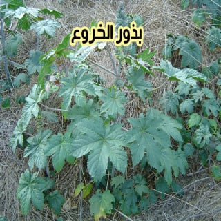 بذور الخروع