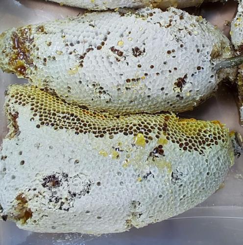 عسل بري سدر