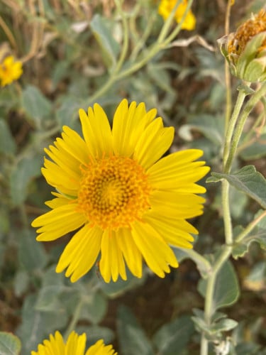 بذور عين الشمس